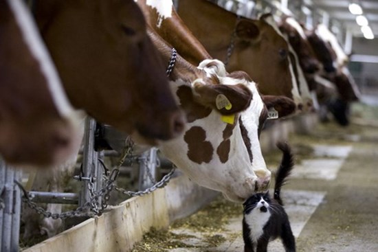 Những bức ảnh truyền cảm hứng về tình yêu thương và sự tử tế khiến ai xem xong cũng cảm thấy ấm lòng