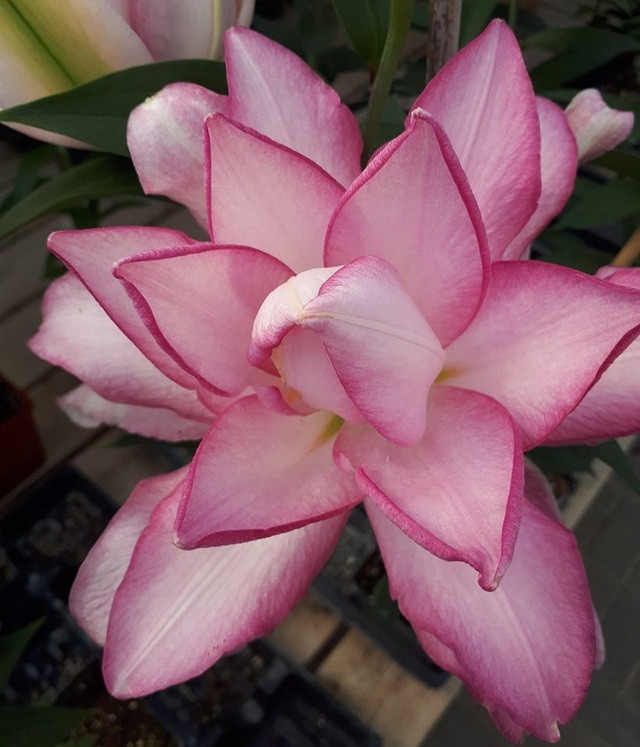 Hoa ly Đà Lạt bị gắn mác hoa nhập khẩu, rao bán đắt gấp 4-5 lần-2