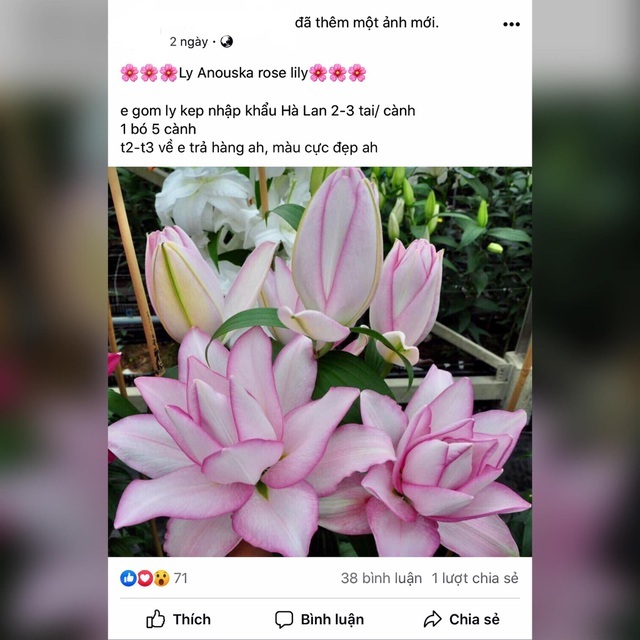 Hoa ly Đà Lạt bị gắn mác hoa nhập khẩu, rao bán đắt gấp 4-5 lần-3