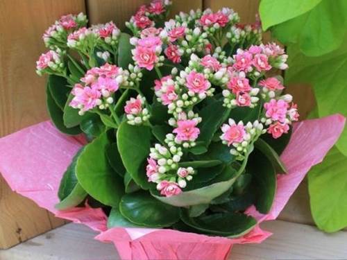 Cây trồng trong nhà theo phong thủy và thanh lọc không khí tốt nhất-6