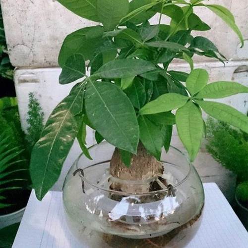 Cây trồng trong nhà theo phong thủy và thanh lọc không khí tốt nhất-7