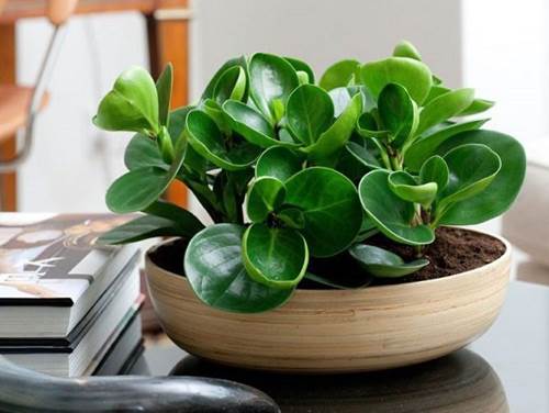 Cây trồng trong nhà theo phong thủy và thanh lọc không khí tốt nhất-8