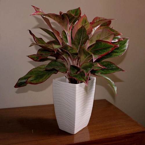 Cây trồng trong nhà theo phong thủy và thanh lọc không khí tốt nhất-9