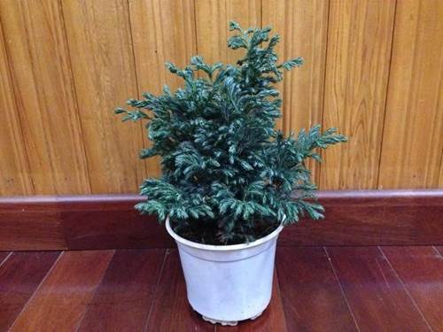 Cây trồng trong nhà theo phong thủy và thanh lọc không khí tốt nhất-11