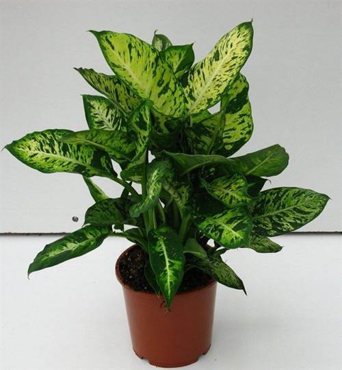 Cây trồng trong nhà theo phong thủy và thanh lọc không khí tốt nhất-13