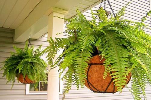 Cây trồng trong nhà theo phong thủy và thanh lọc không khí tốt nhất-18