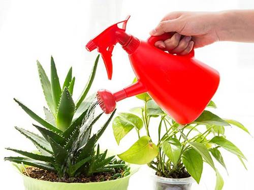 Cây trồng trong nhà theo phong thủy và thanh lọc không khí tốt nhất-20