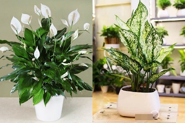 Buổi sáng bí mật đặt thứ này lên bàn thờ Thần Tài, gia chủ ngồi không cũng có lộc-6