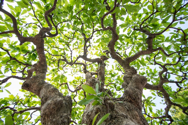 Chiêm ngưỡng cây lộc vừng 5 thân ngũ phúc khiến đại gia phát sốt-10