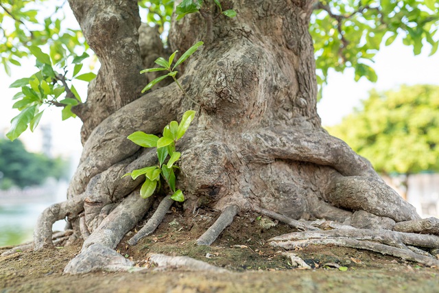 Chiêm ngưỡng cây lộc vừng 5 thân ngũ phúc khiến đại gia phát sốt-3