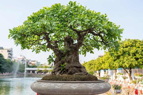 Cây lộc vừng rỗng gốc độc lạ, giá nửa tỷ đồng không bán-11