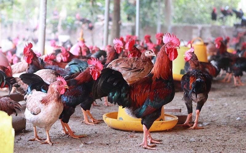 Sự thật ít người biết về loại thịt có giá rẻ như rau ở Việt Nam-2