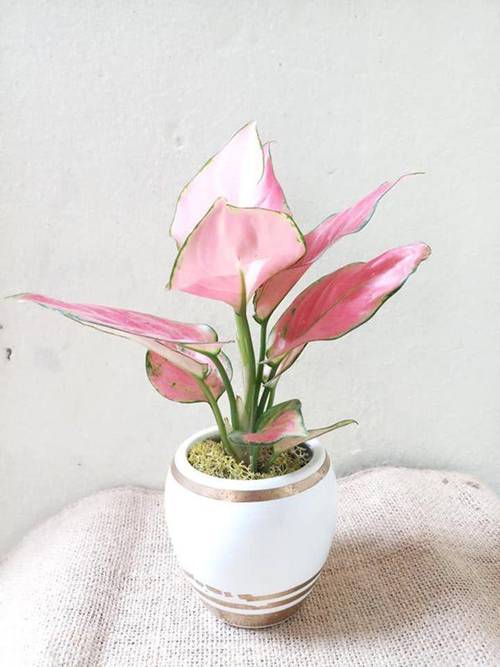4 loại cây phát tài nên đặt trên bàn thờ tổ tiên, càng giàu càng nên đặt-1