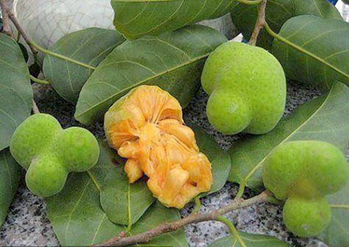 Quả lạ trên rừng chín rộ đổ về Hà Nội, mua cả rổ về ăn-3