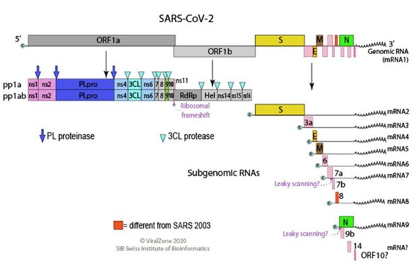 PGS.TS Huynh Wynn Tran: Chủng virus mới tại Việt Nam có thể là chủng D614G - hiện đang hoành hành ở châu Âu và Mỹ-1
