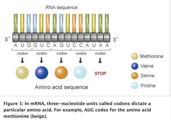 PGS.TS Huynh Wynn Tran: Chủng virus mới tại Việt Nam có thể là chủng D614G - hiện đang hoành hành ở châu Âu và Mỹ-4