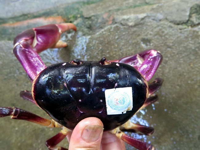 Kỳ lạ loại cua mùi thuốc bắc, đắt hơn cua huỳnh đế được dán nhãn trước khi bán-2