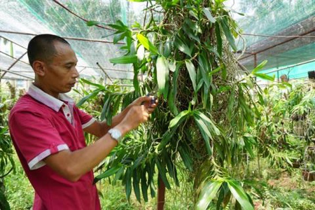 Cơn sốt lan phi điệp đột biến: Bong bóng đang vỡ rồi-2