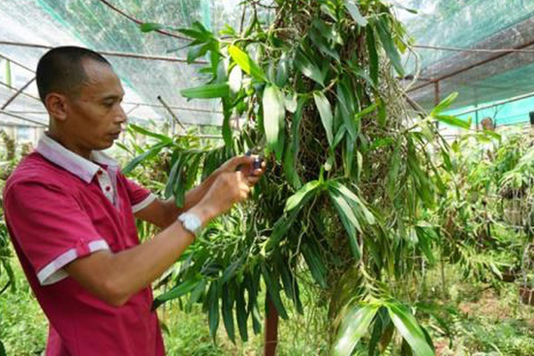 Cơn sốt lan đột biến tiền tỷ làm nóng vựa hoa Đông La, Hà Nội-5