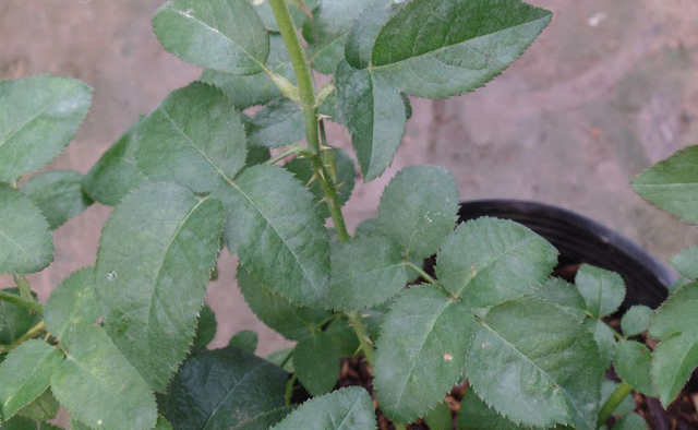 Cũng là cây cảnh nhưng dù thích đến mấy cũng đừng đặt cây này trong nhà kẻo gặp điều không may-3