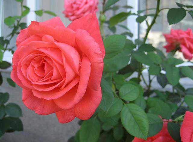 Cũng là cây cảnh nhưng dù thích đến mấy cũng đừng đặt cây này trong nhà kẻo gặp điều không may-2