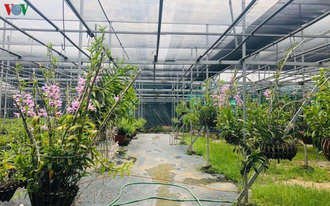 Cơn sốt lan đột biến tiền tỷ làm nóng vựa hoa Đông La, Hà Nội-1