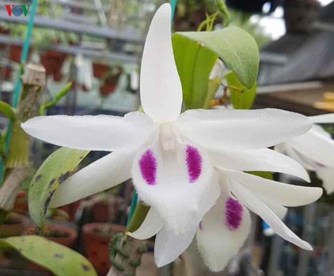 Cơn sốt lan đột biến tiền tỷ làm nóng vựa hoa Đông La, Hà Nội-2