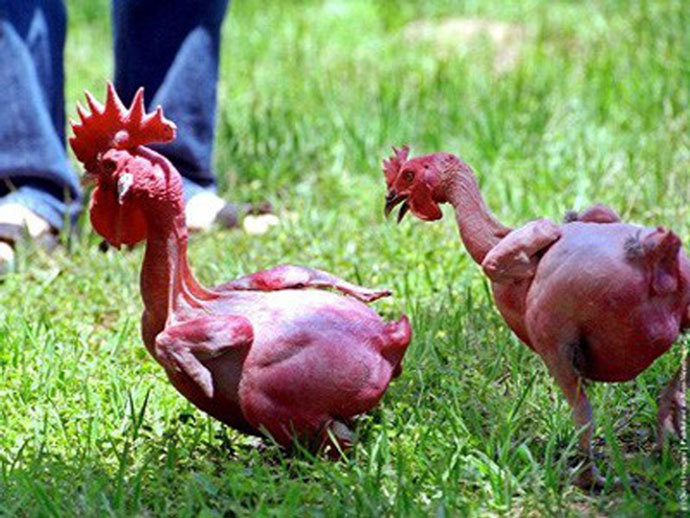 Gà lai tạo độc nhất, trụi không một cọng lông, toàn thân da đỏ au-2