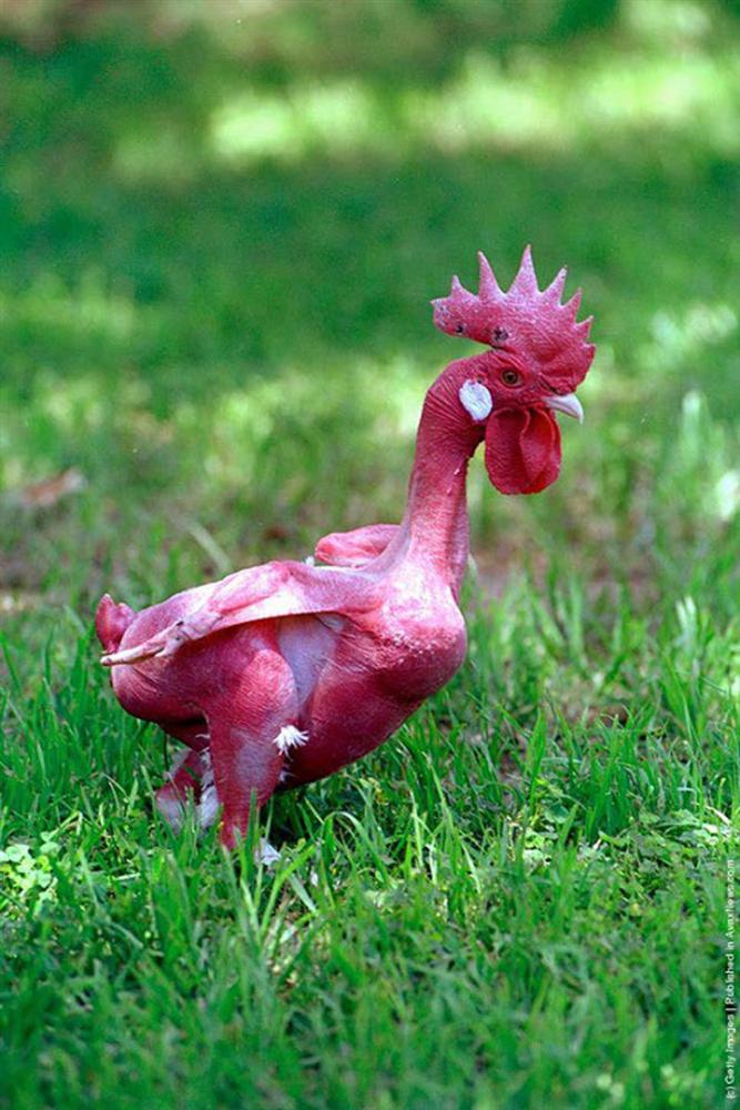 Gà lai tạo độc nhất, trụi không một cọng lông, toàn thân da đỏ au-4