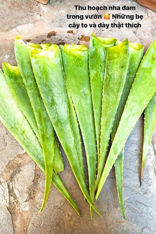 Sống trong biệt thự triệu đô, Phạm Hương vẫn tự tay hái cây nhà lá vườn làm đồ giải khát-2