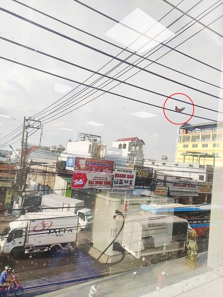 Bức ảnh chú gà trống ngồi chễm chệ trên đường dây điện cao chót vót khiến dân mạng tranh cãi nhiều nhất hôm nay liệu nó bay lên bằng cách nào?-1