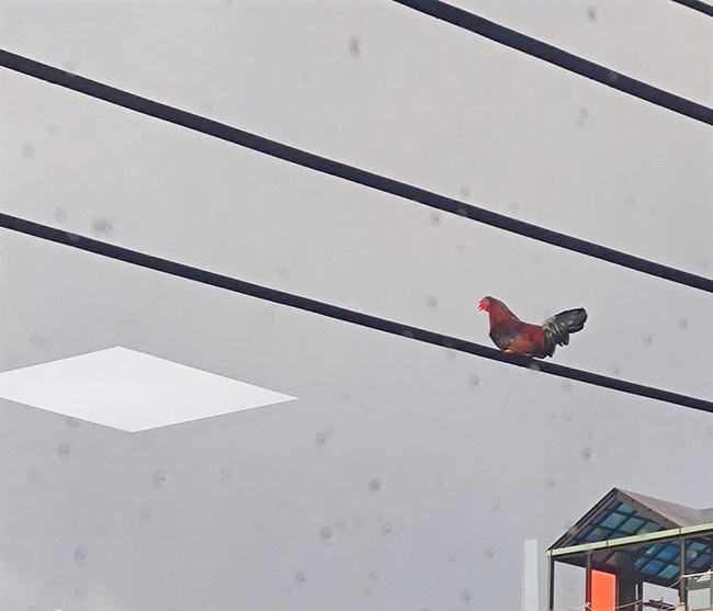 Bức ảnh chú gà trống ngồi chễm chệ trên đường dây điện cao chót vót khiến dân mạng tranh cãi nhiều nhất hôm nay liệu nó bay lên bằng cách nào?-3