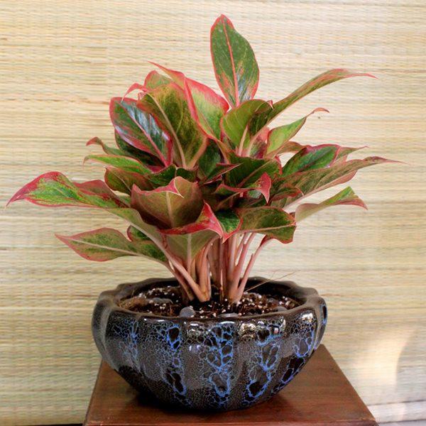 Âm thầm đặt 3 loại cây này lên bàn thờ Thần Tài, gia chủ gánh lộc về nhà, tiền bạc đầy tay-1