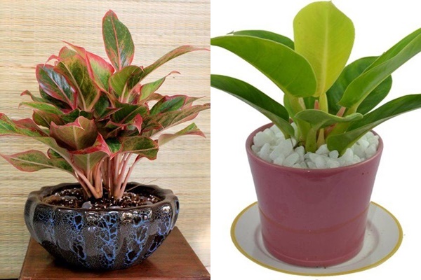 5 loại cây cảnh để bàn dễ chăm sóc, nhà nào chưa có phải sắm ngay-6