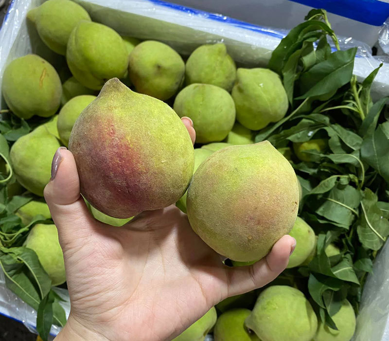 Dân buôn tiết lộ sự thật về đào mỏ quạ đang bán tràn chợ-2