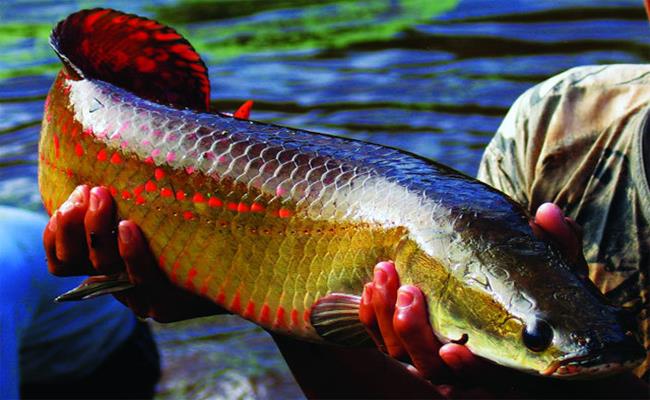 Thú chơi ngông của đại gia Việt: Chi tiền khủng rước quái thú về nuôi-1