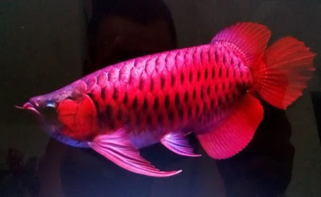 Thú chơi ngông của đại gia Việt: Chi tiền khủng rước quái thú về nuôi-13