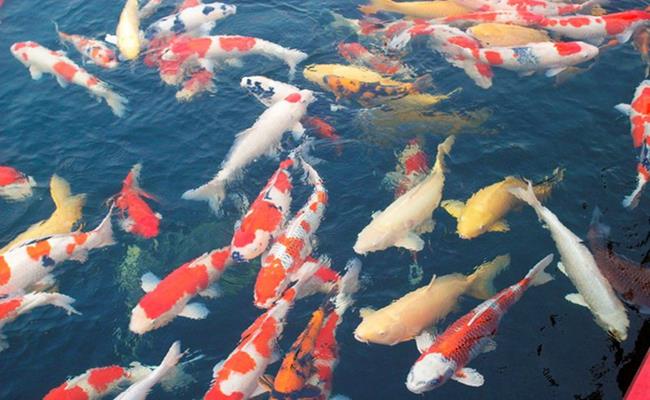 Thú chơi ngông của đại gia Việt: Chi tiền khủng rước quái thú về nuôi-14