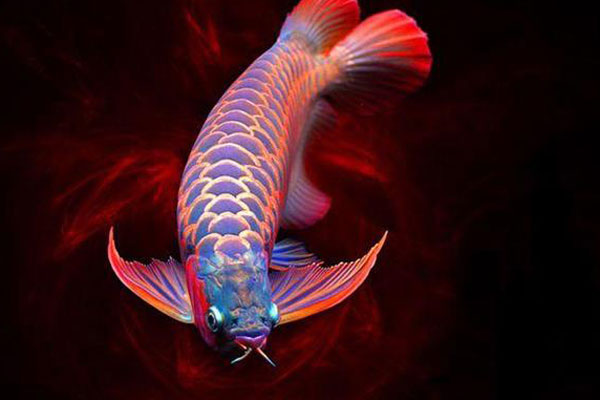 Người mua vàng lãi tiền triệu tuần này-2