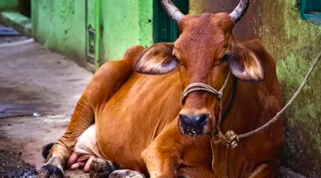 Chú rể bắn cung vào cô dâu, bố chồng hôn cô dâu... những phong tục cưới kỳ quái và gây sốc nhất thế giới-8