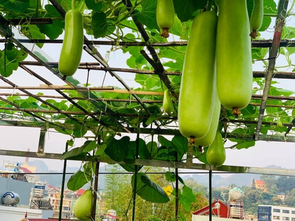 Ăn không xuể với khu vườn rau sạch trên mây của mẹ đảm Sơn La-7