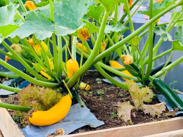 Ăn không xuể với khu vườn rau sạch trên mây của mẹ đảm Sơn La-9