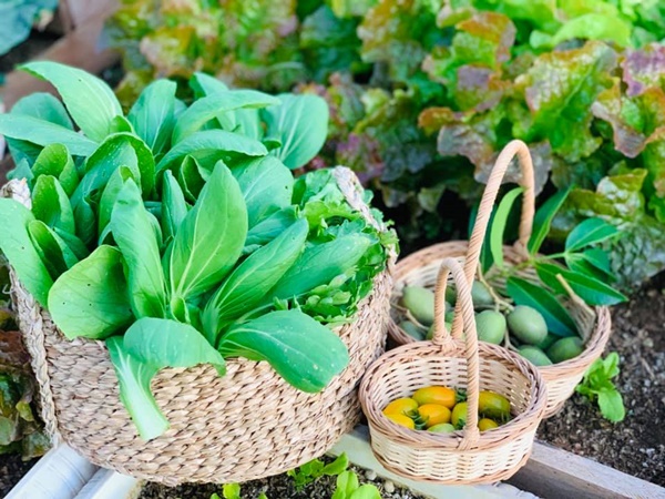 Ăn không xuể với khu vườn rau sạch trên mây của mẹ đảm Sơn La-10