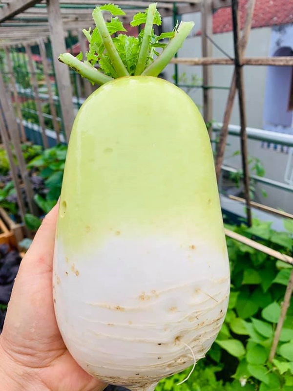 Ăn không xuể với khu vườn rau sạch trên mây của mẹ đảm Sơn La-12