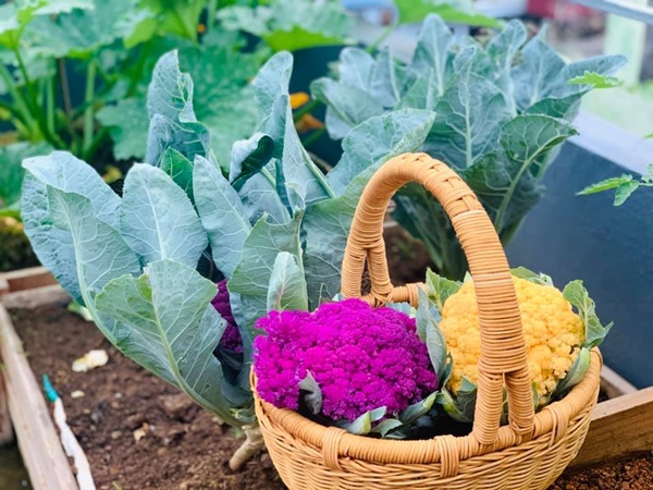 Ăn không xuể với khu vườn rau sạch trên mây của mẹ đảm Sơn La-11