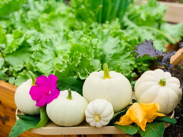 Ăn không xuể với khu vườn rau sạch trên mây của mẹ đảm Sơn La-13