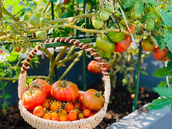 Ăn không xuể với khu vườn rau sạch trên mây của mẹ đảm Sơn La-14