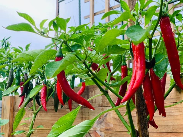 Ăn không xuể với khu vườn rau sạch trên mây của mẹ đảm Sơn La-16