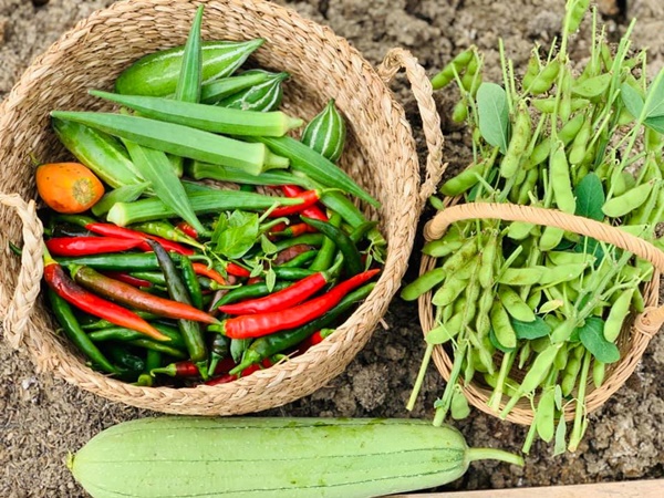 Ăn không xuể với khu vườn rau sạch trên mây của mẹ đảm Sơn La-15