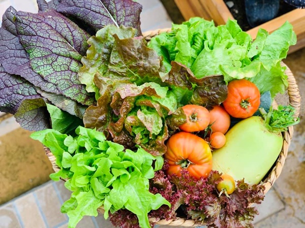 Ăn không xuể với khu vườn rau sạch trên mây của mẹ đảm Sơn La-19